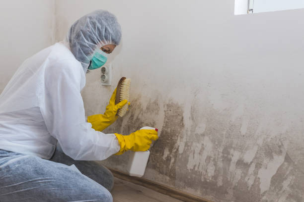 Best Commercial Mold Removal  in Brandon, SD