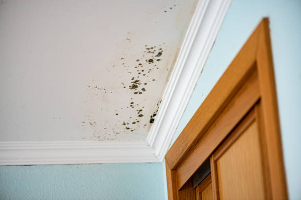 Office Mold Removal Services in Brandon, SD