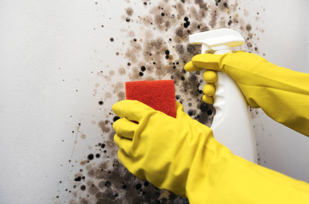 Best Black Mold Removal  in Brandon, SD