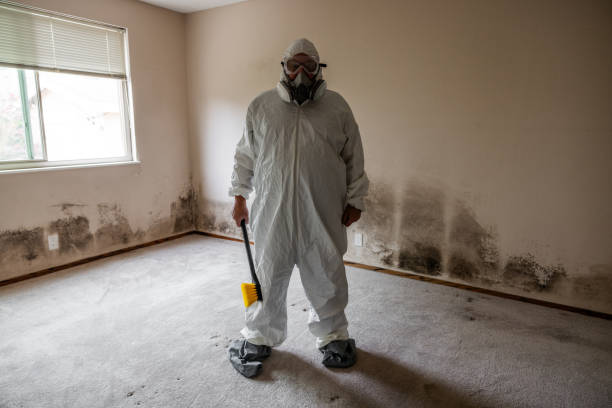 Best Mold Remediation  in Brandon, SD