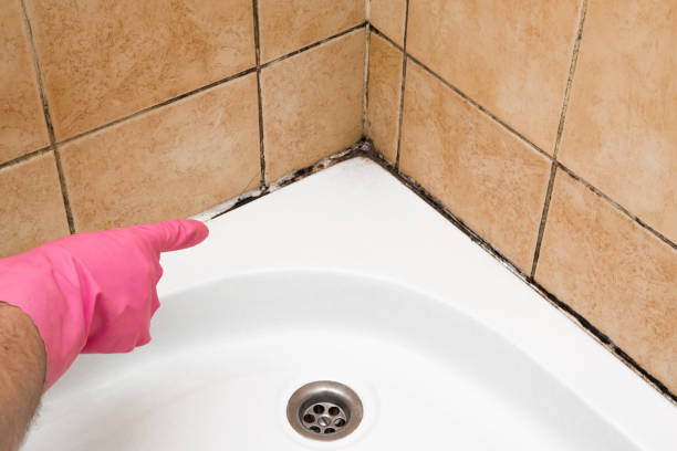 Best Local Mold Removal Service  in Brandon, SD